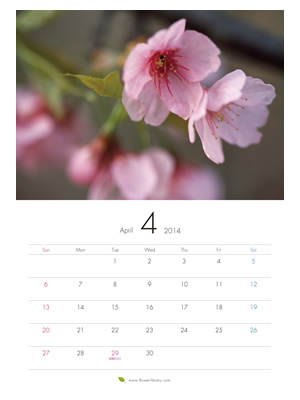 2014年4月 A4 花のカレンダー2014年度版を無料ダウンロード | フラワーライブラリー