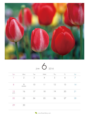 2014年6月 A4 花のカレンダー2014年度版を無料ダウンロード | フラワーライブラリー