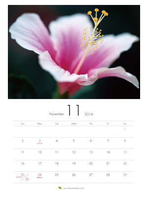 2014年11月 A4 花のカレンダー2014年度版を無料ダウンロード | フラワーライブラリー