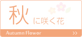 秋に咲く花