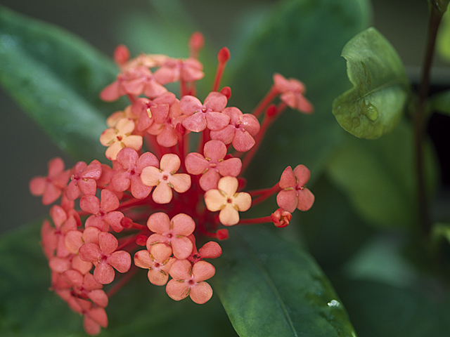 サンタンカ 花言葉 一覧 花図鑑 花の写真 フラワーライブラリー