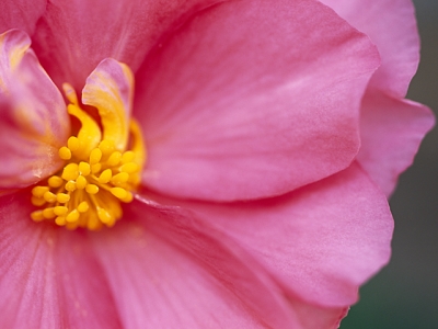 球根ベゴニア 花言葉 一覧 花図鑑 花の写真 フラワーライブラリー