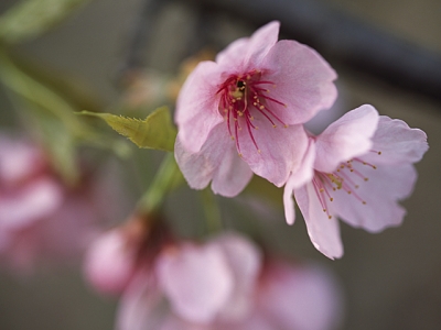 彼岸桜