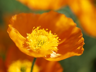 アイスランドポピー 花言葉 一覧 花図鑑 花の写真 フラワーライブラリー