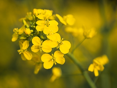 菜の花