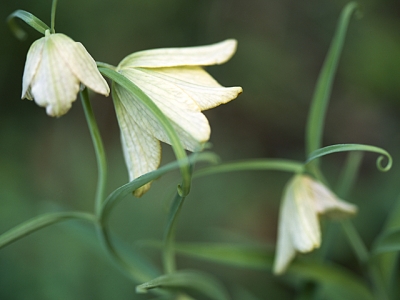 言葉 百合 花