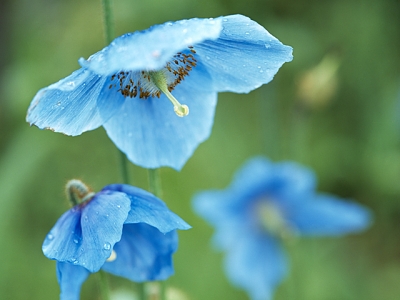 メコノプシス 花言葉 一覧 花図鑑 花の写真 フラワーライブラリー