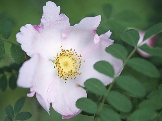 サンショウバラ 花言葉 一覧 花図鑑 花の写真 フラワーライブラリー