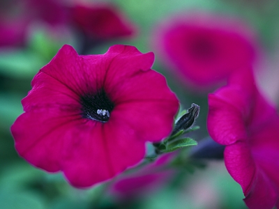 ペチュニア ミリオンベル 花言葉 一覧 花図鑑 花の写真 フラワーライブラリー