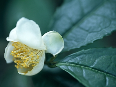 お茶の花