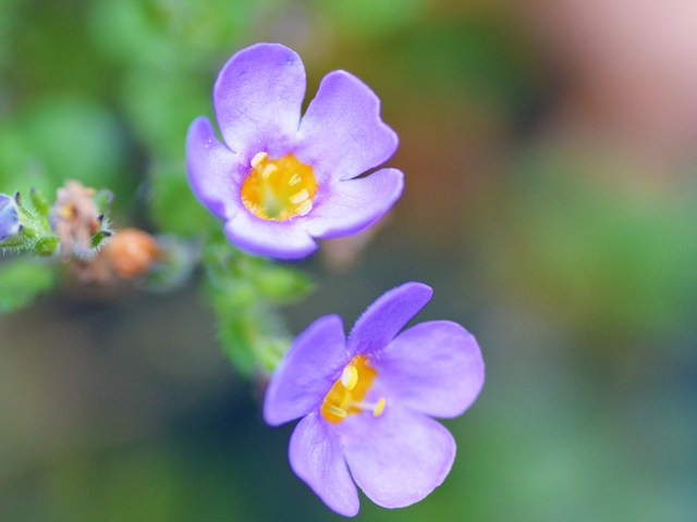 バコパ 花言葉 一覧 花図鑑 花の写真 フラワーライブラリー