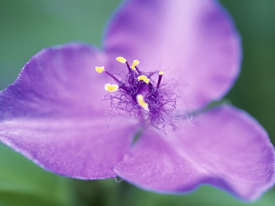 ムラサキツユクサ 花言葉 一覧 花図鑑 花の写真 フラワーライブラリー