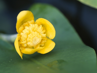 コウホネ 花言葉 一覧 花図鑑 花の写真 フラワーライブラリー