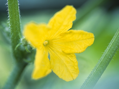 キュウリ 花言葉 一覧 花図鑑 花の写真 フラワーライブラリー