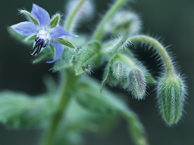 ボリジ 花言葉 一覧 花図鑑 花の写真 フラワーライブラリー