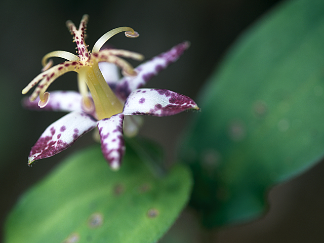 ヤマジノホトトギス 花言葉 一覧 花図鑑 花の写真 フラワーライブラリー